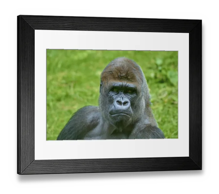 Framed Print : A gorilla with a thoughtful expression in the green wilderness Framed Print : A gorilla with a thoughtful expression in the green wilderness