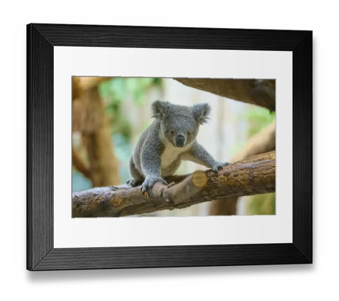 Framed Print : Koala staring directly at a branch Framed Print : Koala staring directly at a branch