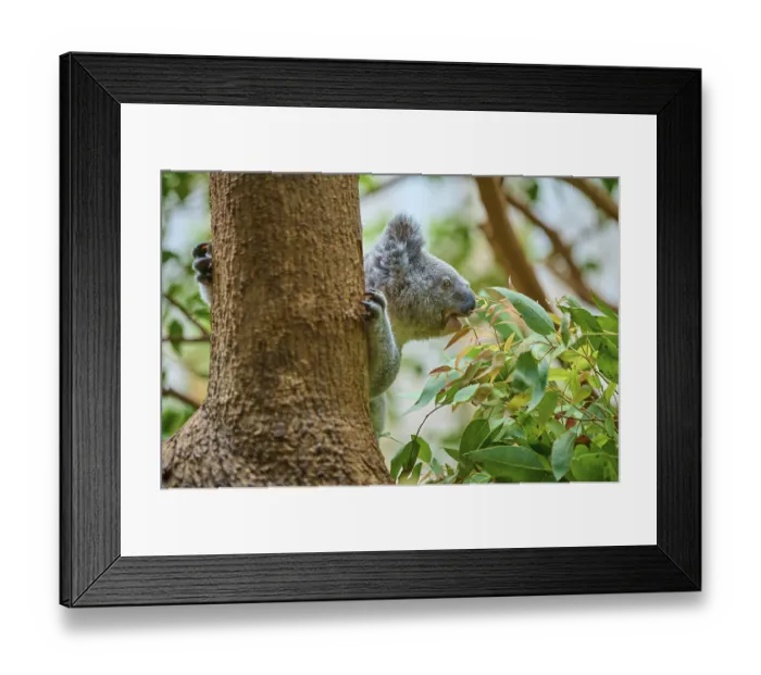 Framed Print : Koala eats eucalyptus leaves, well camouflaged between trees Framed Print : Koala eats eucalyptus leaves, well camouflaged between trees