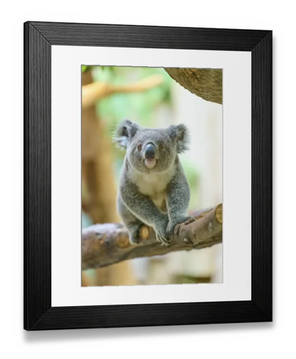 Framed Print : Koala sitting attentively on a tree in its natural environment