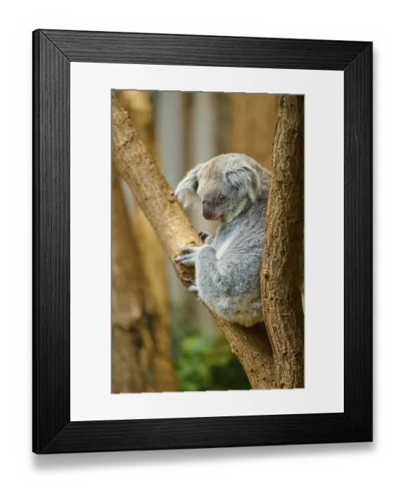 Framed Print : Koala sitting calmly on a branch in its natural environment Framed Print : Koala sitting calmly on a branch in its natural environment