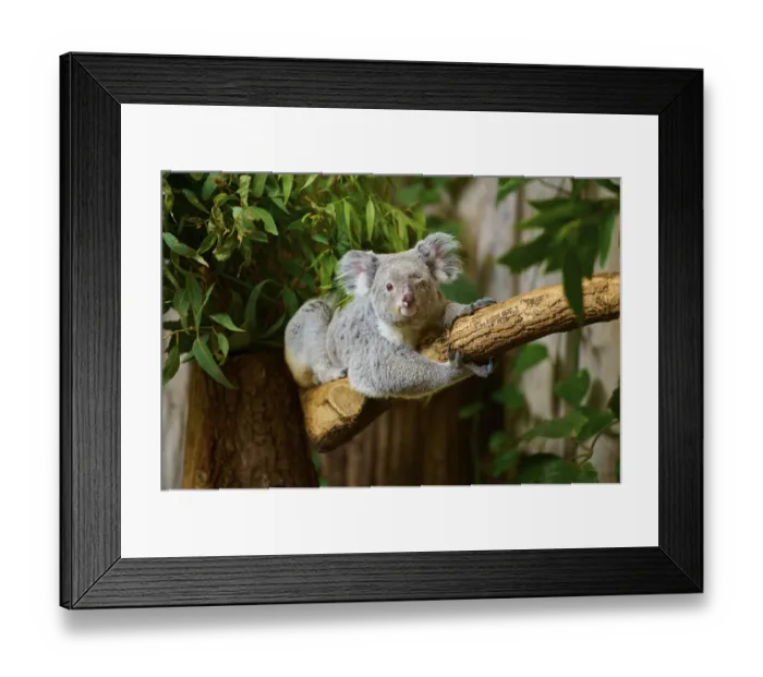 Framed Print : A koala resting on a tree trunk Framed Print : A koala resting on a tree trunk