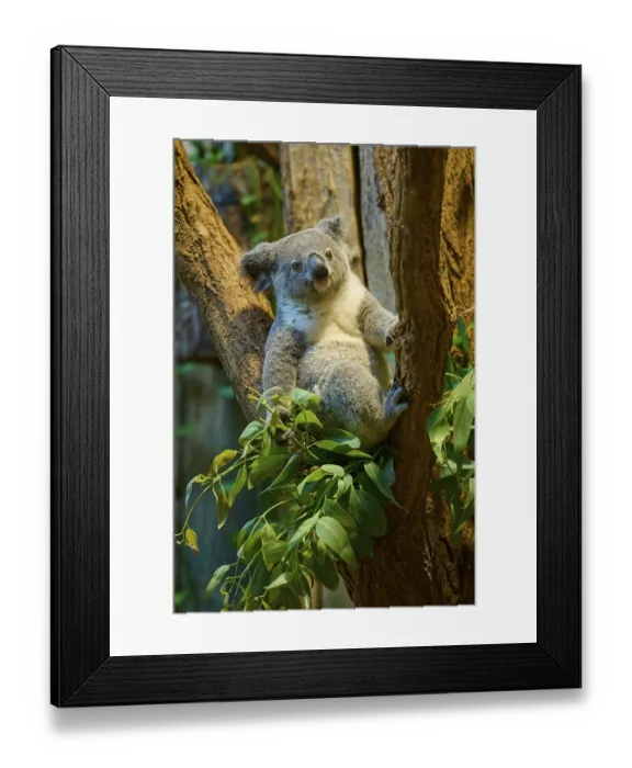 Framed Print : A koala sits relaxed on a tree surrounded by eucalyptus