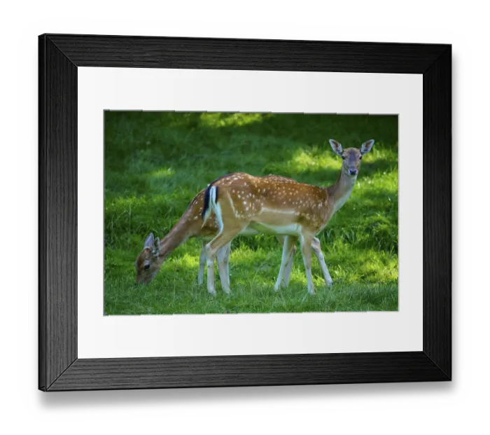 Framed Print : Two fallow deer grazing on a green meadow in quiet surroundings