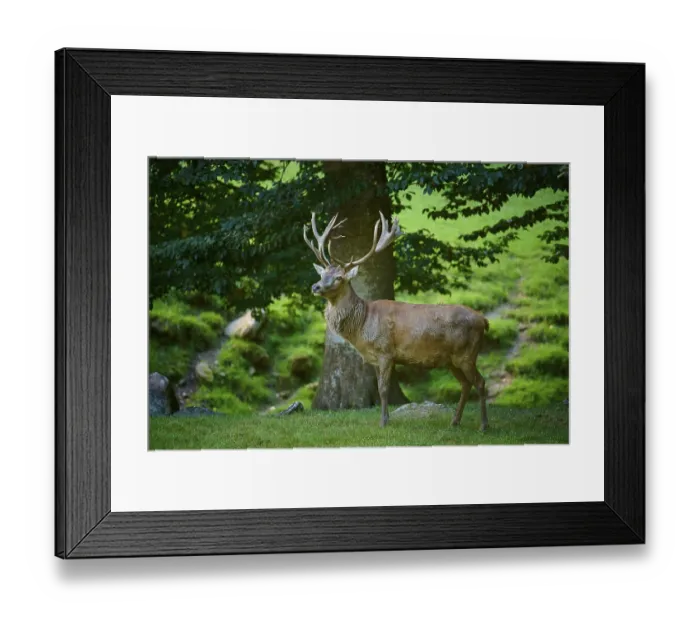 Framed Print : A peacefully standing deer on a green meadow in the forest Framed Print : A peacefully standing deer on a green meadow in the forest