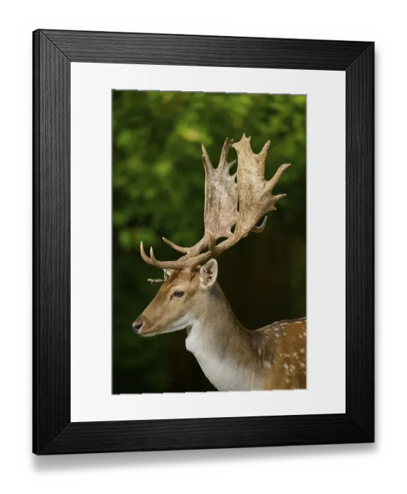 Framed Print : Profile view of a stag with large antlers against a green background