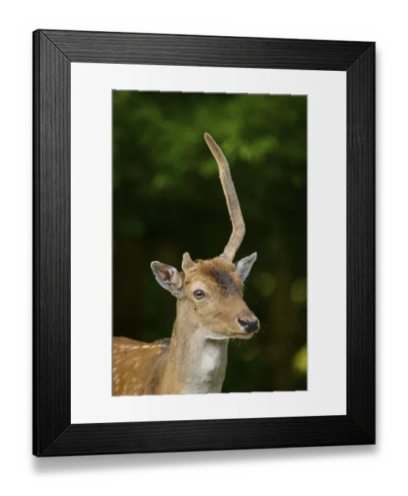 Framed Print : Close-up of a stag with antlers in a calm environment