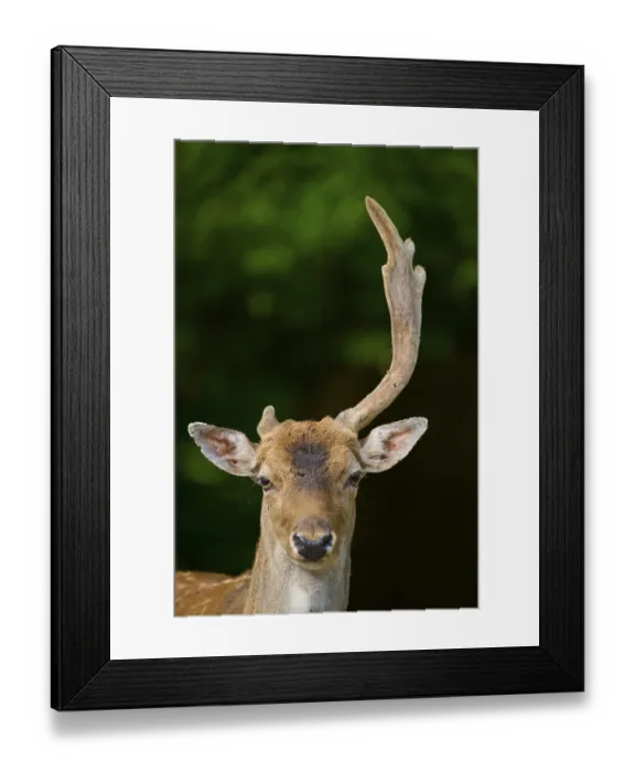 Framed Print : A stag with asymmetrical antlers looks attentively into the camera