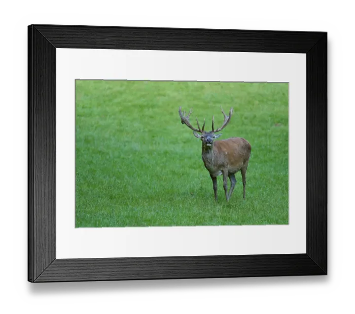 Framed Print : Large stag with magnificent antlers standing on a green meadow