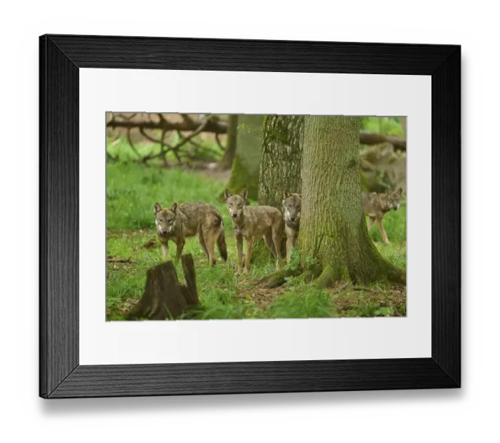 Framed Print : A group of wolves stands behind trees in the dense forest and watches attentively Framed Print : A group of wolves stands behind trees in the dense forest and watches attentively