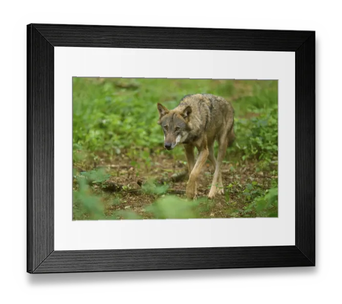 Framed Print : A wolf walks through the green forest and fixes something with his gaze