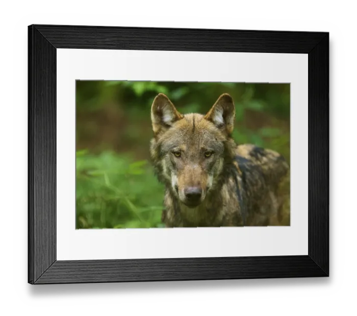 Framed Print : A wolf looks directly into the camera with a focussed gaze