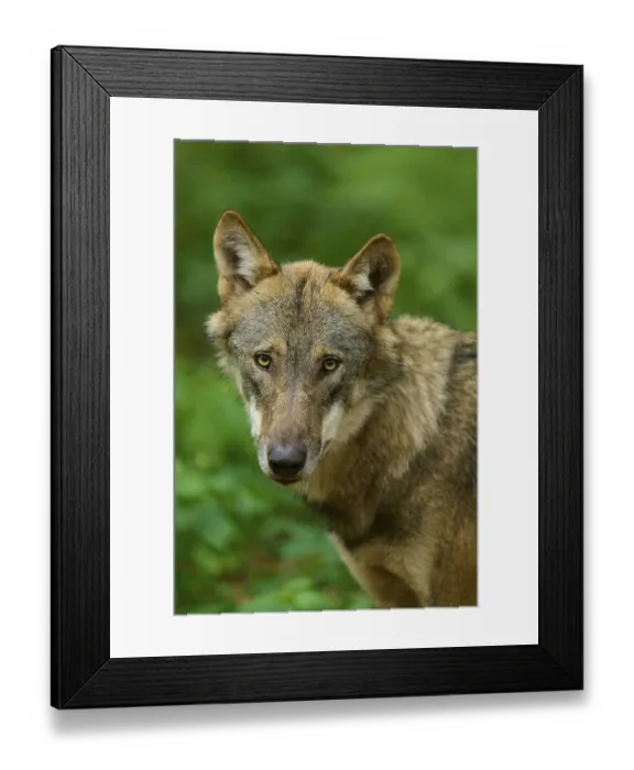 Framed Print : A wolf looks curiously into the camera