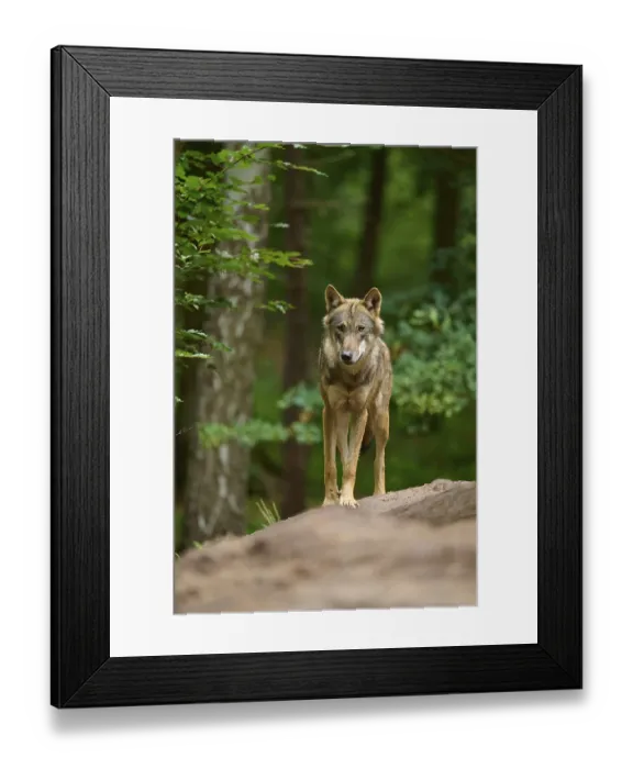 Framed Print : A wolf stands in the forest and looks directly into the camera
