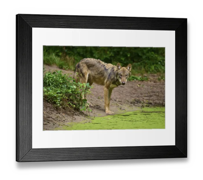 Framed Print : A wolf lifts its head from a pond and looks attentively at its surroundings