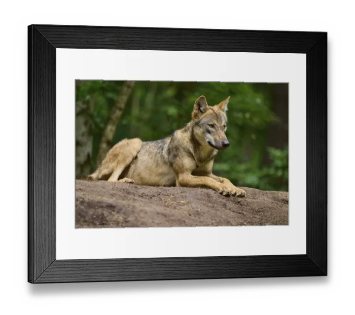 Framed Print : A wolf lies relaxed on a mound of earth in the forest and observes the surroundings