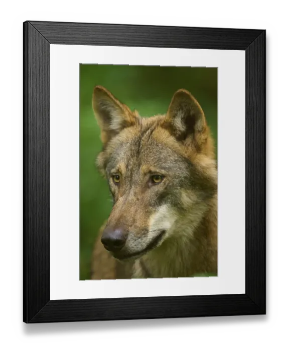 Framed Print : Wolf portrait in profile with thoughtful expression Framed Print : Wolf portrait in profile with thoughtful expression