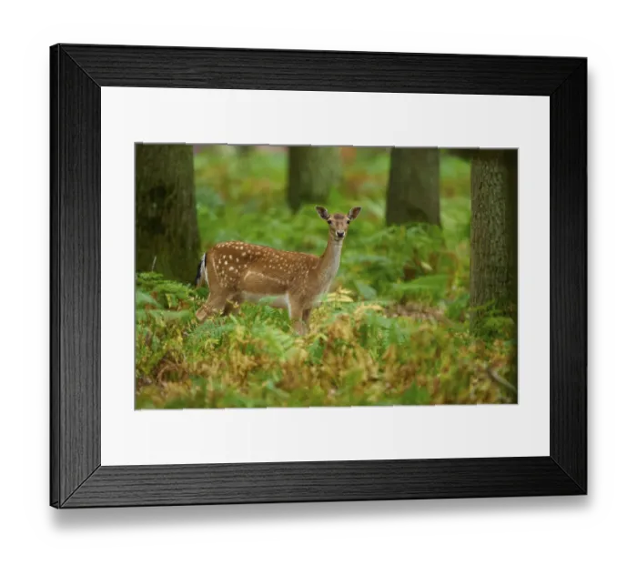 Framed Print : A curious fallow deer stands in the lush green undergrowth of the forest Framed Print : A curious fallow deer stands in the lush green undergrowth of the forest