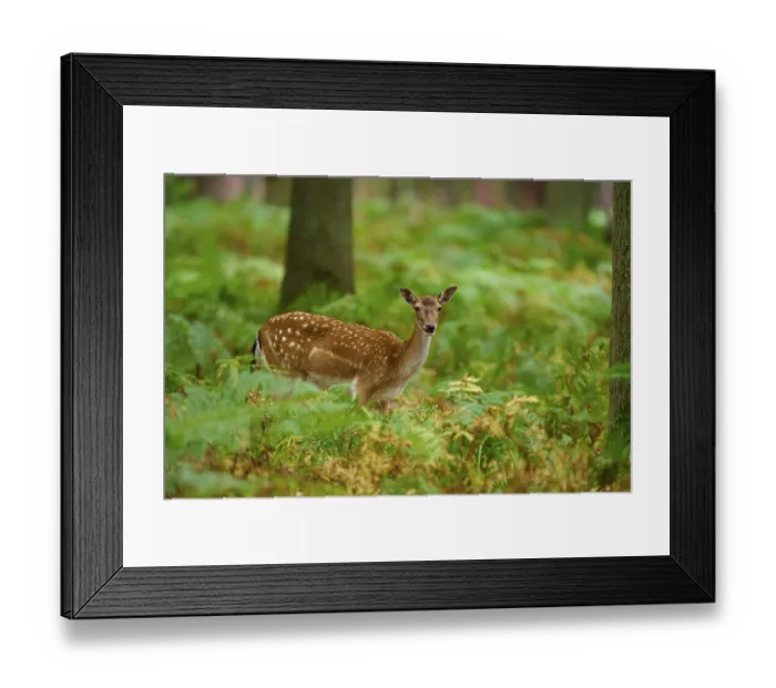 Framed Print : A fallow deer looks calmly through the lush green of the forest Framed Print : A fallow deer looks calmly through the lush green of the forest