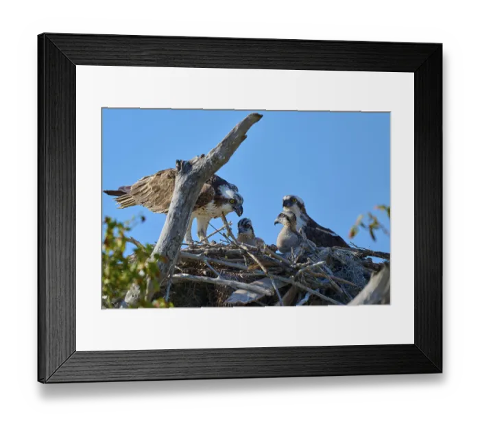 Framed Print : Osprey pair and chicks in a nest of branches with clear sky in the background