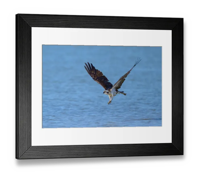 Framed Print : An osprey flies close over the water Framed Print : An osprey flies close over the water