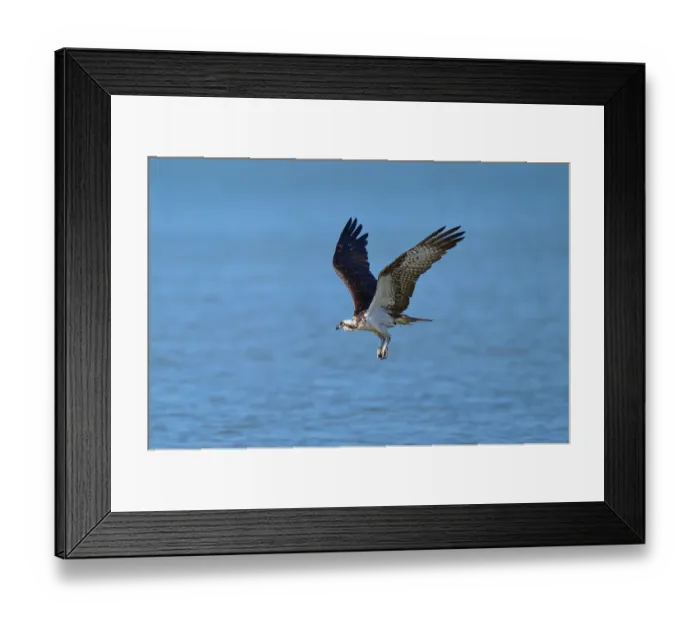 Framed Print : An osprey flies over a blue water surface with flowing movements Framed Print : An osprey flies over a blue water surface with flowing movements