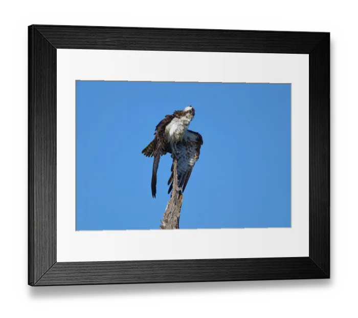 Framed Print : An osprey poses majestically on a tree in front of a deep blue sky