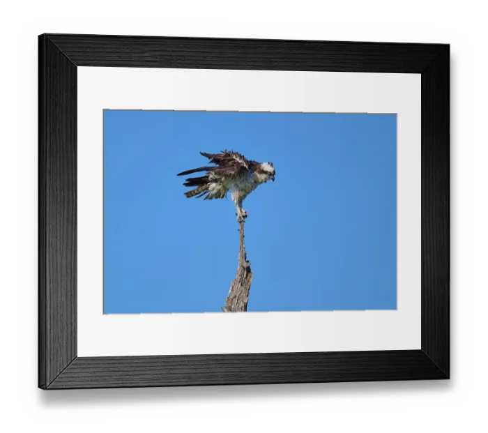 Framed Print : Osprey with raised wings on a branch in front of a blue sky