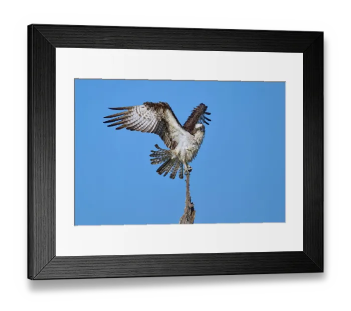 Framed Print : Bird spreading wings over a perch