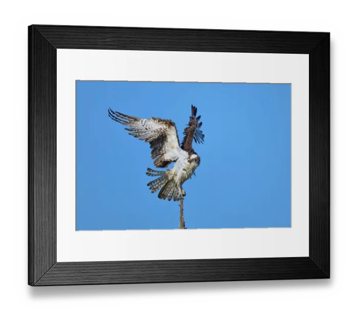 Framed Print : Bird using branch for take-off