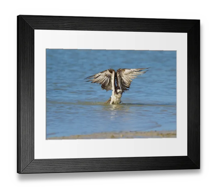 Framed Print : Osprey stretching its wings upwards as it rises from the water Framed Print : Osprey stretching its wings upwards as it rises from the water