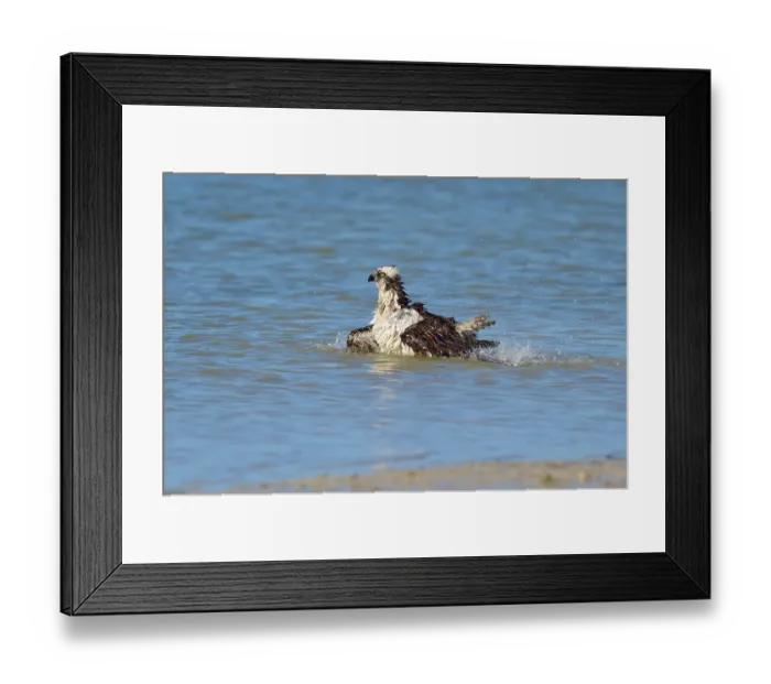 Framed Print : An eagle resting in the water with its wings outstretched