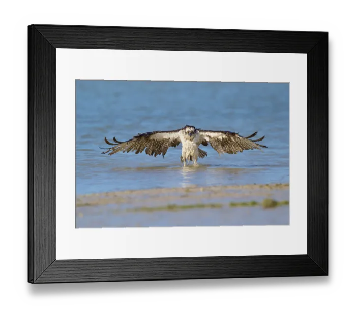 Framed Print : Osprey presents its enormous wingspan over the water