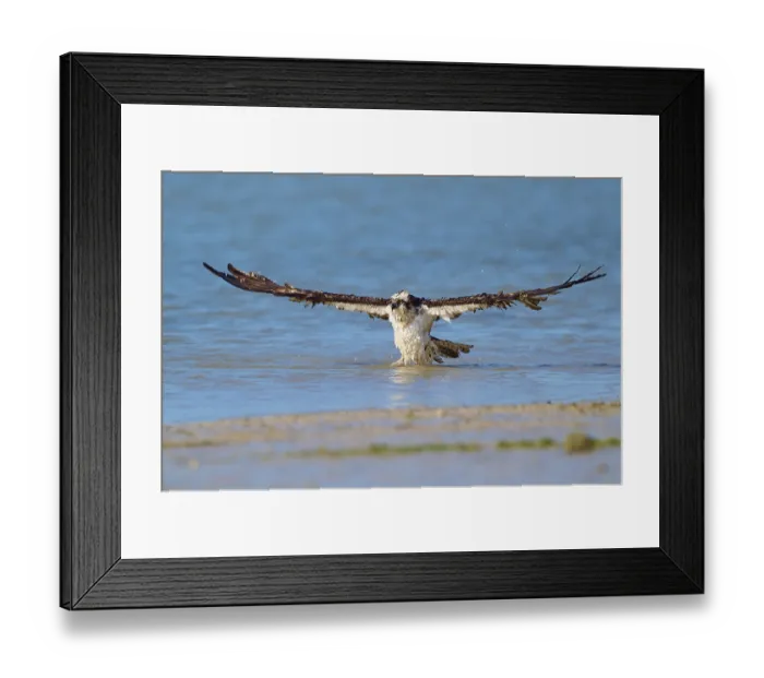 Framed Print : Osprey with horizontally spread wings in the vastness of water and nature