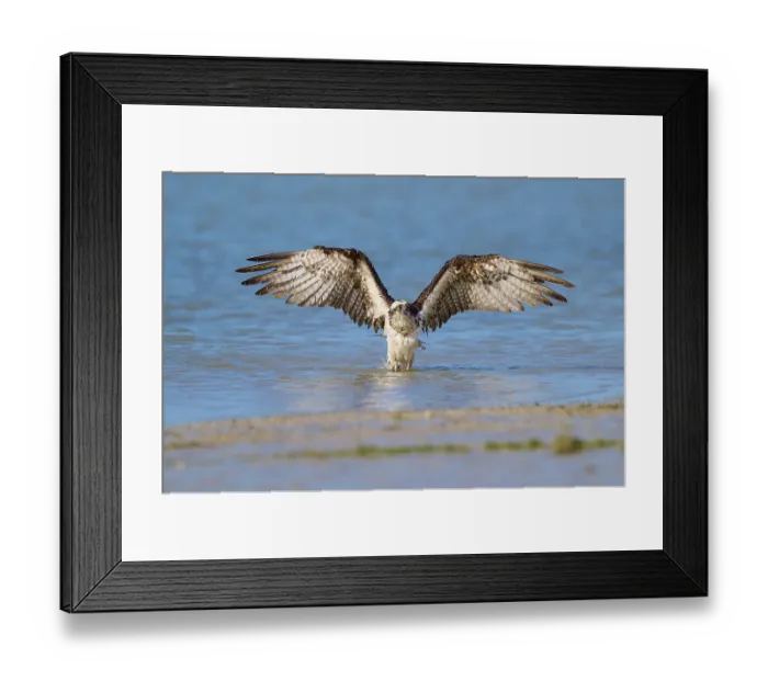 Framed Print : Osprey with wide open wings rising from calm water