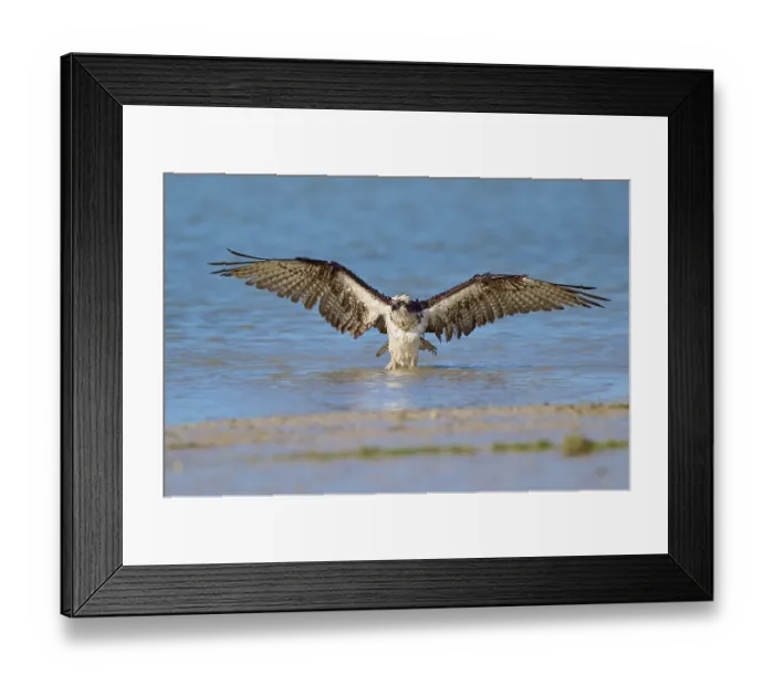 Framed Print : Osprey with spread wings hovering over the blue water