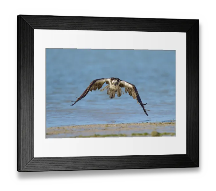 Framed Print : An osprey flies just above the water