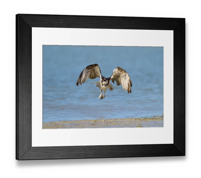 Framed Print : Osprey reaching down over the water with wings spread