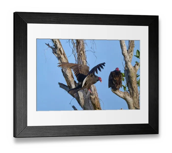 Framed Print : A vulture sits on a tree while another raises its wings Framed Print : A vulture sits on a tree while another raises its wings