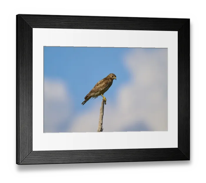 Framed Print : A bird of prey sits attentively on a branch Framed Print : A bird of prey sits attentively on a branch