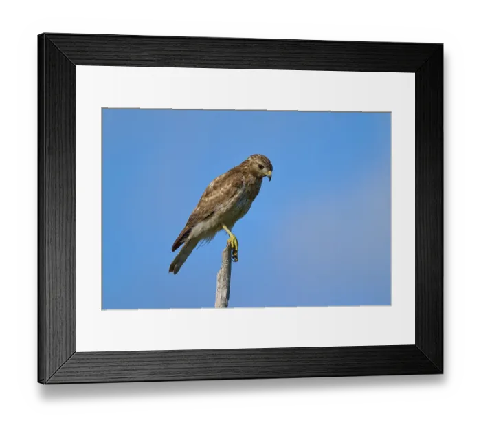 Framed Print : A bird of prey on a branch, concentrated and surrounded by blue sky