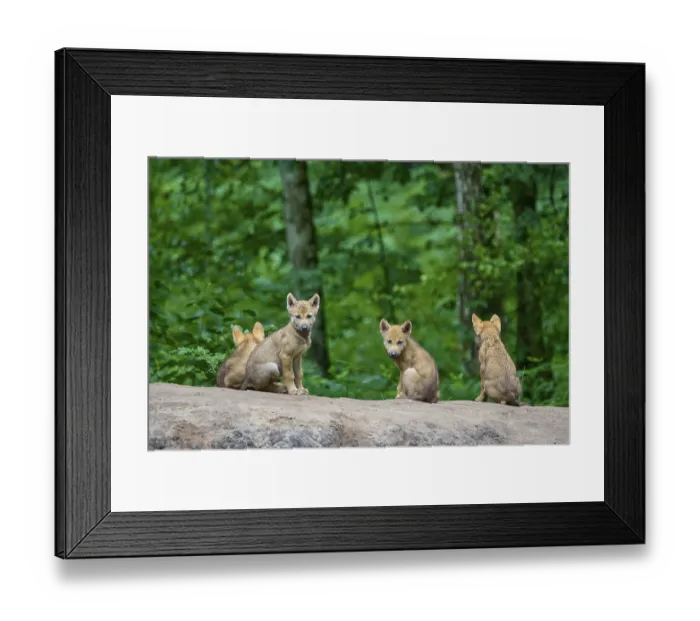 Framed Print : Four wolf pups sitting and looking curiously around in the forest