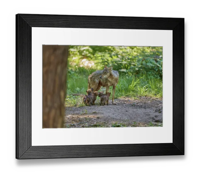 Framed Print : She-wolf with her puppies in the green forest Framed Print : She-wolf with her puppies in the green forest
