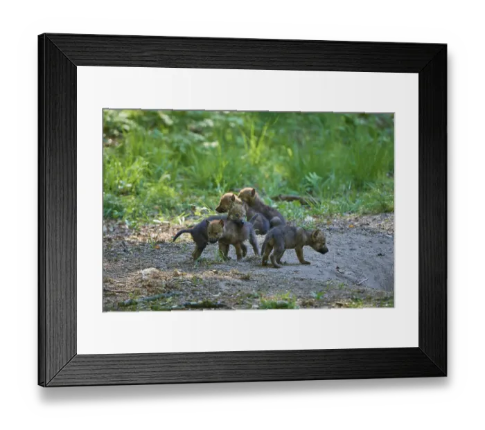 Framed Print : Wolf pups playing in the green forest and discovering the surroundings Framed Print : Wolf pups playing in the green forest and discovering the surroundings