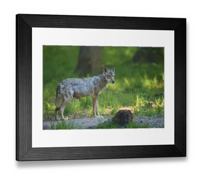 Framed Print : An adult wolf stands in the dense forest and looks attentively ahead