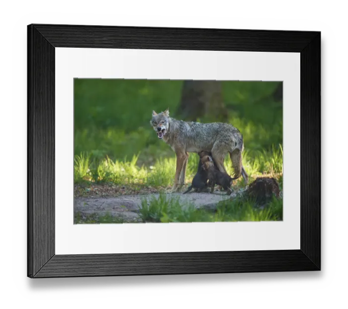 Framed Print : An adult wolf feeds its pups and shows its teeth in the forest