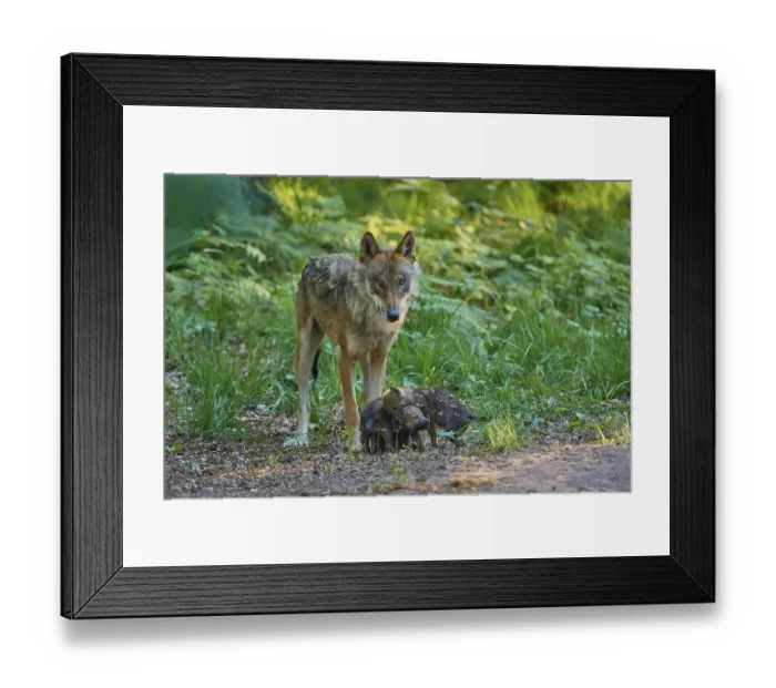 Framed Print : A wolf lovingly tends to its pups in the forest Framed Print : A wolf lovingly tends to its pups in the forest