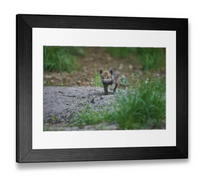 Framed Print : Young wolf pup exploring the forest area in a natural environment Framed Print : Young wolf pup exploring the forest area in a natural environment