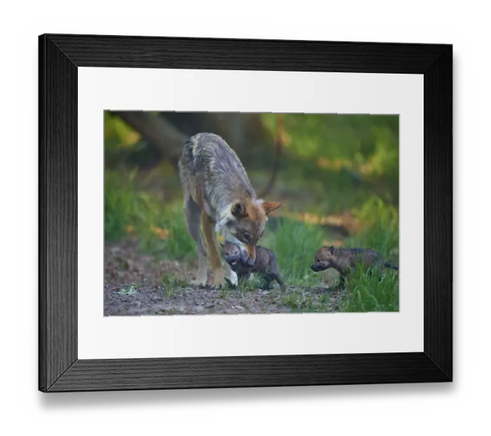 Framed Print : A wolf shows affection to its pup while another watches