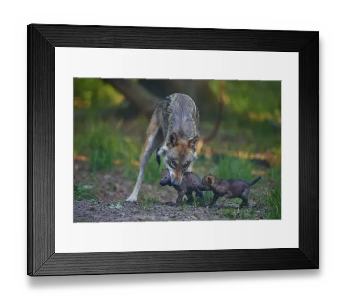 Framed Print : Wolf protecting its two pups in the natural forest environment